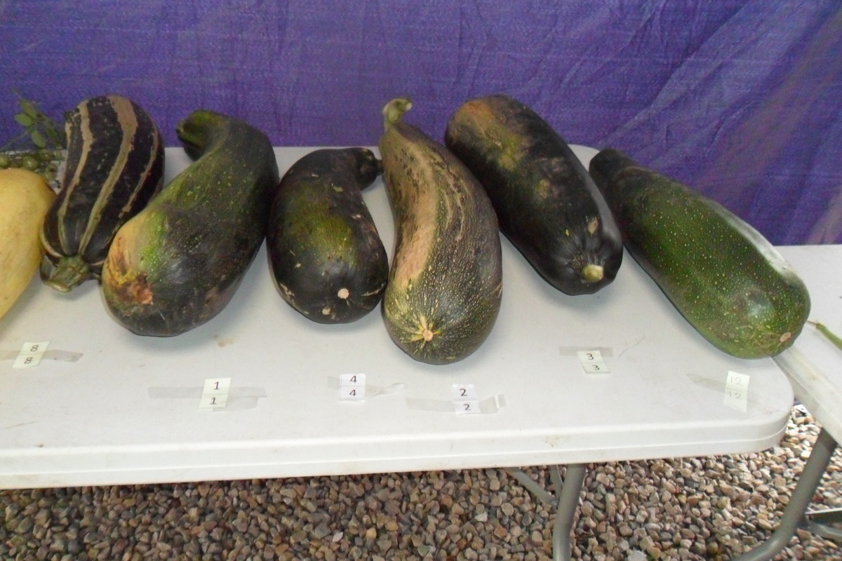 2013 vegetable competition
